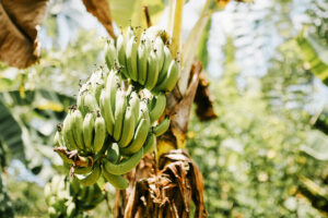 What is a Food Forest?