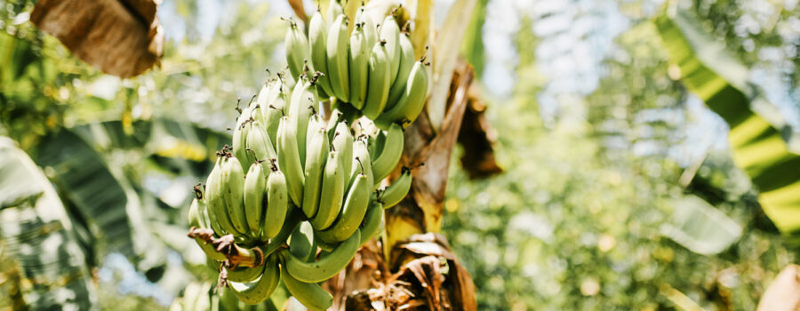 What is a Food Forest?