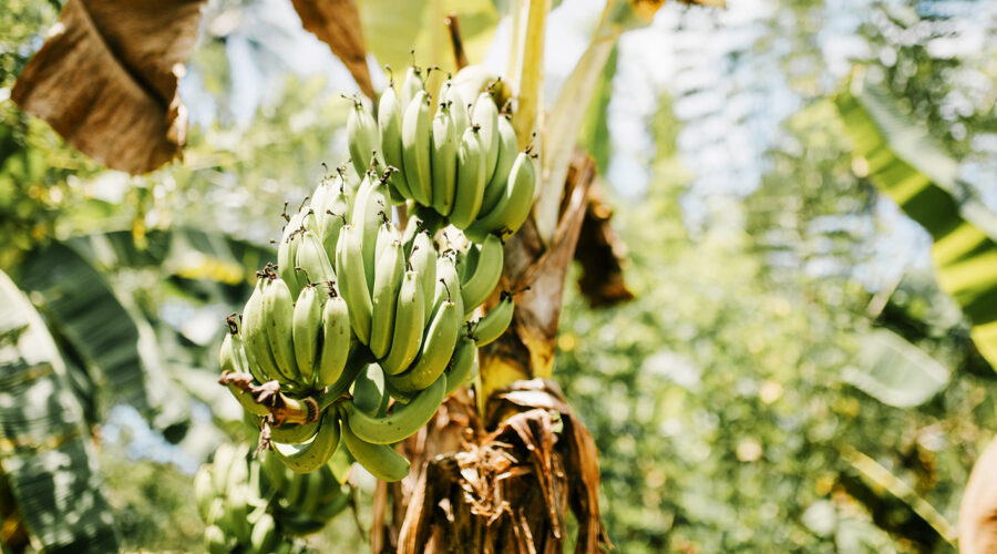 What is a Food Forest?