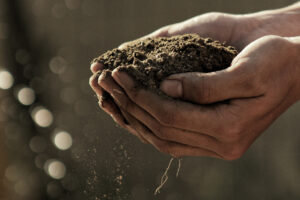 Food Forest Site Prep: Improving Soil