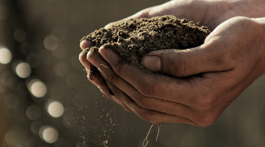 Food Forest Site Prep: Improving Soil