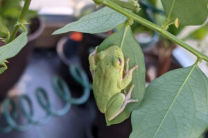 Do I need a greenhouse in Florida?