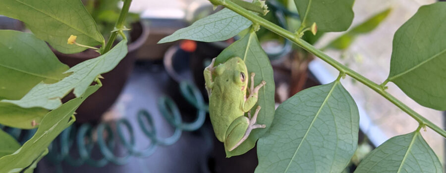 Do I need a greenhouse in Florida?