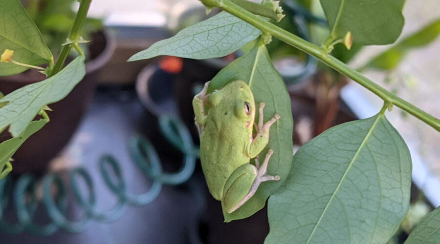 Do I need a greenhouse in Florida?