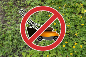 No Mow Grass Alternatives for Florida