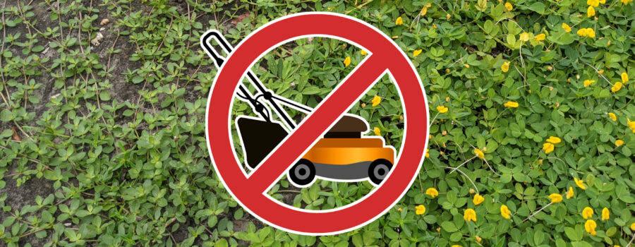 No Mow Grass Alternatives for Florida