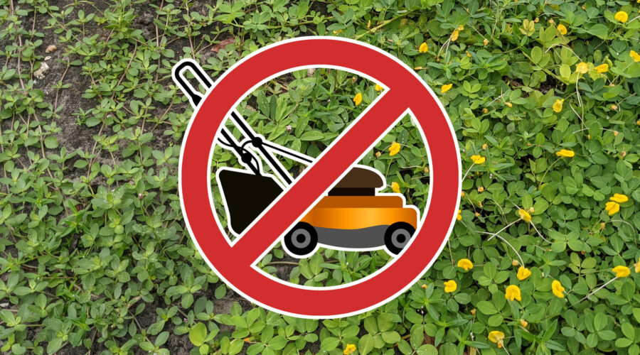 No Mow Grass Alternatives for Florida