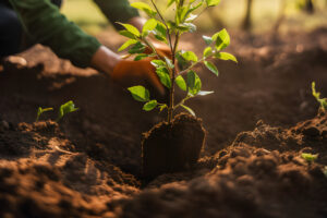 Food Forest First Steps