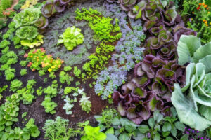 Cultivating Abundance: Companion Planting and Guilds