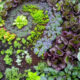 The Lost Secrets of Abundance: Companion Planting and Guilds