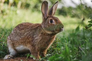 Wildlife Pest Management