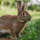 Secrets for a Thriving Food Forest: Wildlife Management Strategies