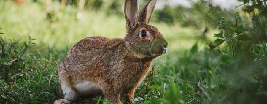 Wildlife Pest Management