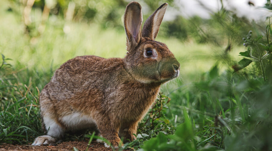Wildlife Pest Management