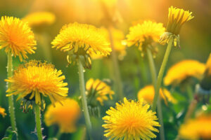 Dandelion Dynamic Accumulator