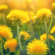 Nitrogen-Fixers & Dynamic Accumulators in a Flourishing Food Forest
