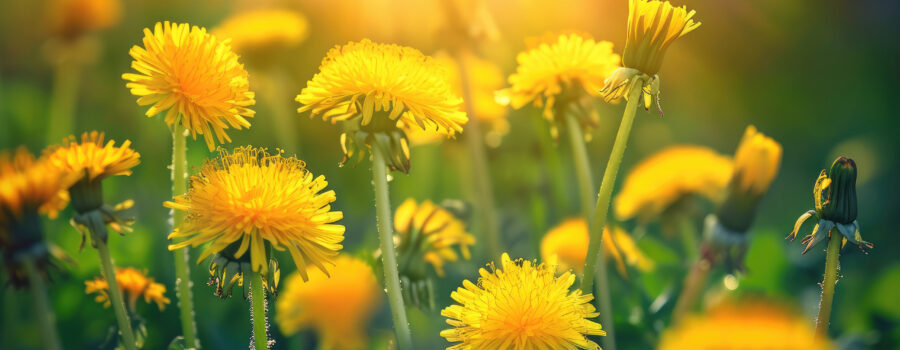 Dandelion Dynamic Accumulator