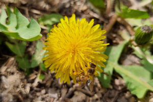 Dandelion Food Forest "Weed"