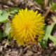 How a Food Forest Changed the Way I See ‘Weeds’