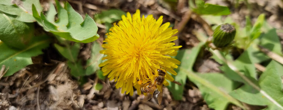 Dandelion Food Forest "Weed"