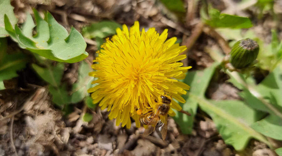 Dandelion Food Forest "Weed"