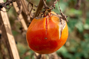 Food Forest Fails Rotten Tomato