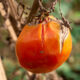 Common Mistakes in New Food Forests (And How to Avoid Them)
