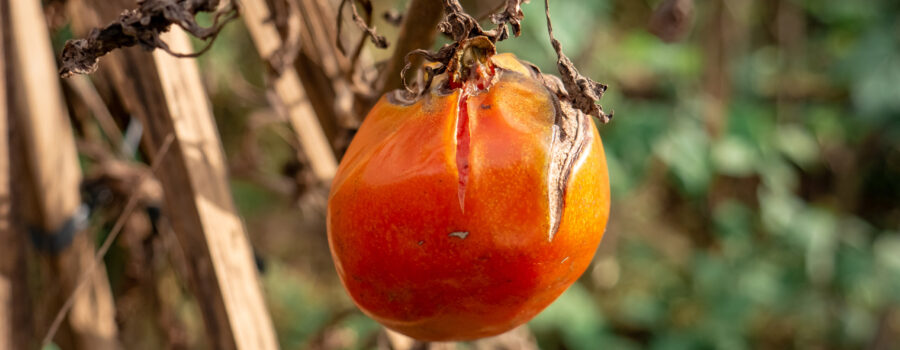 Food Forest Fails Rotten Tomato
