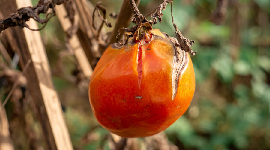 Food Forest Fails Rotten Tomato