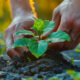 Dirt Cheap Food Forest: How to Build Abundance on a Budget
