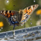 Butterfly Puddlers and Pollinator Havens: Simple Projects to Bring Your Garden to Life