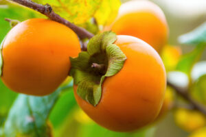 cold-hardy-fruit-trees-persimmon