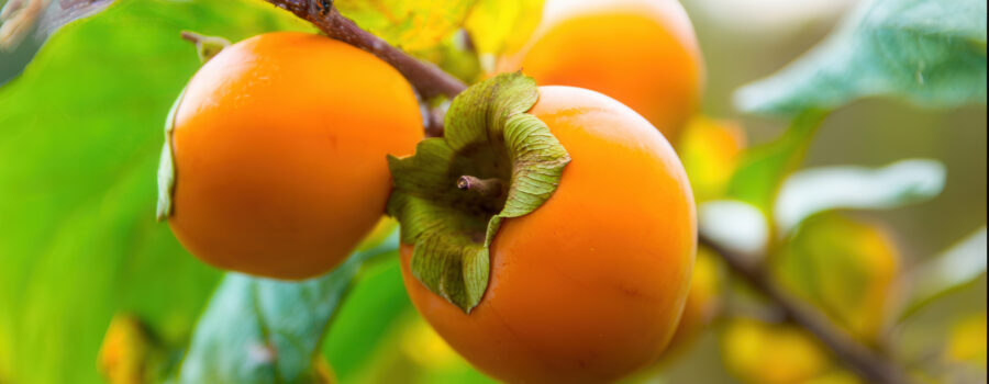 cold-hardy-fruit-trees-persimmon
