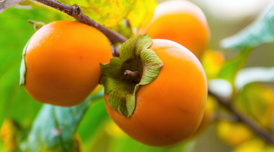 cold-hardy-fruit-trees-persimmon