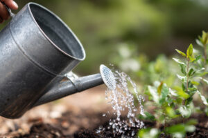 Root knot nematode soil drench