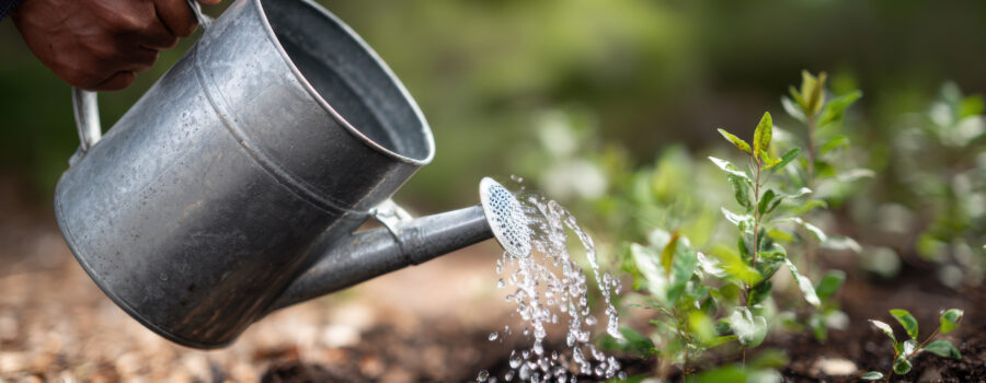 Root knot nematode soil drench