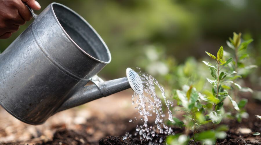 Root knot nematode soil drench