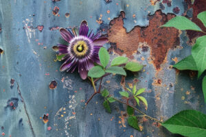 passionflower vine on metal wall
