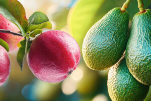 Tropical-temperate fusion planting apples and avocadoes