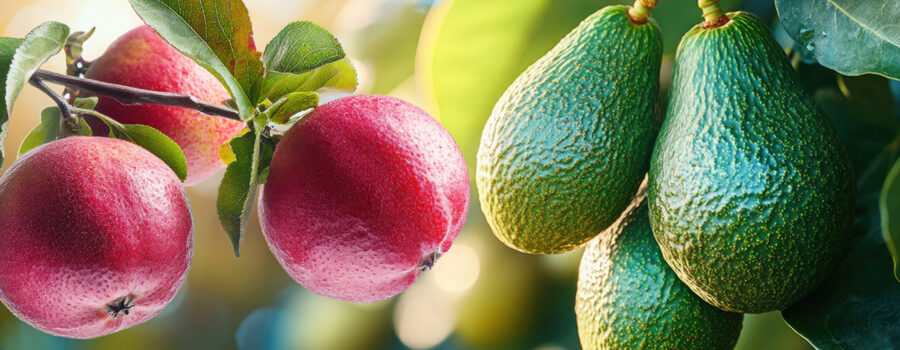 Tropical-temperate fusion planting apples and avocadoes