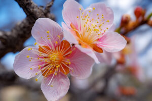 extreme Florida winter hard freeze survival