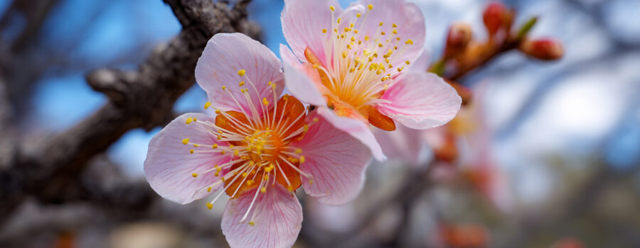 extreme Florida winter hard freeze survival