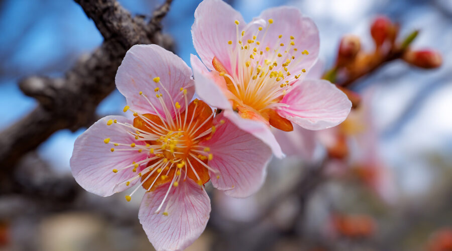 extreme Florida winter hard freeze survival
